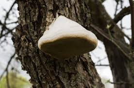 Attēlu rezultāti vaicājumam “Phellinus pomaceus”