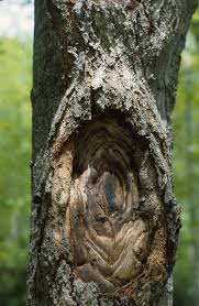 Attēlu rezultāti vaicājumam “Nectria sp., Neonectria sp.”