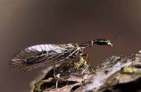 Attēlu rezultāti vaicājumam “Raphidioptera”