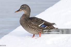 Attēlu rezultāti vaicājumam “Anas platyrhynchos”