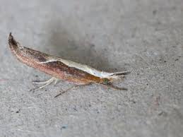 Attēlu rezultāti vaicājumam “Ypsolopha dentella”