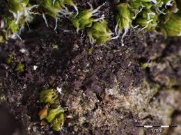 Attēlu rezultāti vaicājumam “Leptogium lichenoides”