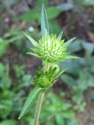 Attēlu rezultāti vaicājumam “Succisa pratensis bud”