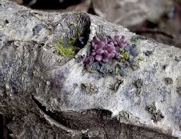 Attēlu rezultāti vaicājumam “Ascocoryne cylichnium”