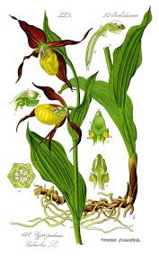 Attēlu rezultāti vaicājumam “Cypripedium calceolus leaf”
