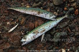 Image result for Scomber scombrus