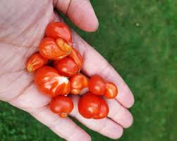 Afbeeldingsresultaat voor voyage tomato