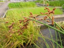 Attēlu rezultāti vaicājumam “Schoenoplectus lacustris subsp. glaucus bud”