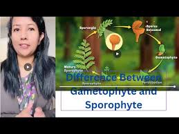 Attēlu rezultāti vaicājumam “sporophyte”