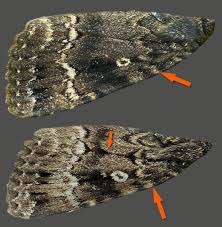 Attēlu rezultāti vaicājumam “Amphipyra perflua”