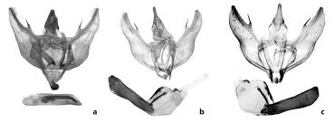 Attēlu rezultāti vaicājumam “Charissa ambiguata”