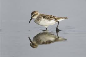Image result for Calidris pusilla