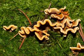 Attēlu rezultāti vaicājumam “Stereum hirsutum”