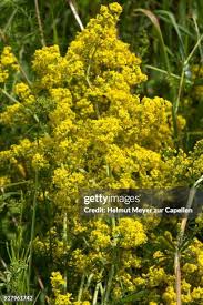 Attēlu rezultāti vaicājumam “Galium verum flower”
