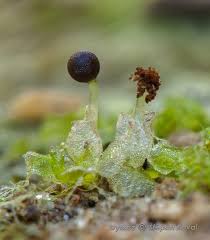 Attēlu rezultāti vaicājumam “Fossombronia wondraczekii”