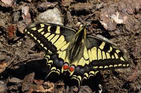 Attēlu rezultāti vaicājumam “Papilio machaon upperside”