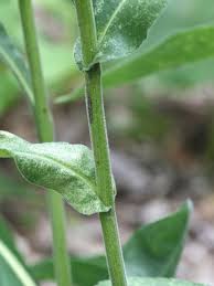 Attēlu rezultāti vaicājumam “Oligonema flavidum”