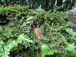 Attēlu rezultāti vaicājumam “Calypogeia fissa”