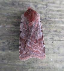 Attēlu rezultāti vaicājumam “Cerastis rubricosa”