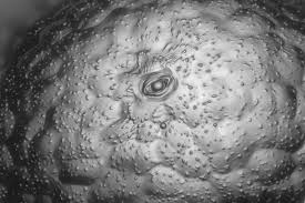 Attēlu rezultāti vaicājumam “Cribraria purpurea macro”