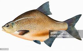 Image result for Abramis brama