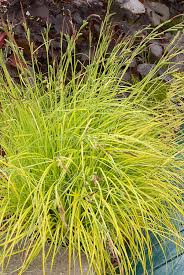 Attēlu rezultāti vaicājumam “Carex elata flower”