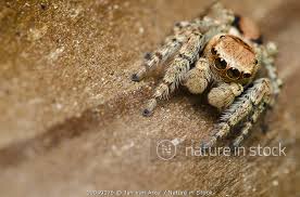 Attēlu rezultāti vaicājumam “Evarcha falcata male”