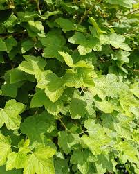 Attēlu rezultāti vaicājumam “Ribes rubrum leaf”