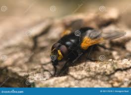 Attēlu rezultāti vaicājumam “Mesembrina meridiana”