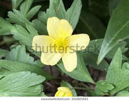 Attēlu rezultāti vaicājumam “Anemone x lipsiensis”
