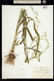 Attēlu rezultāti vaicājumam “Cinna latifolia leaf”