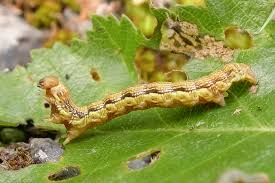 Attēlu rezultāti vaicājumam “Erannis defoliaria imago”