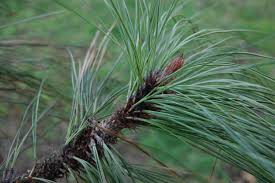 Attēlu rezultāti vaicājumam “Pinus ponderosa”