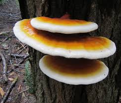 Attēlu rezultāti vaicājumam “Polypores”
