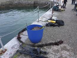 Image result for Plymouth Aquanauts