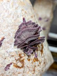 Attēlu rezultāti vaicājumam “Trichaptum biforme”