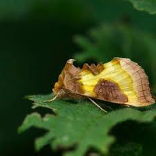 Attēlu rezultāti vaicājumam “Diachrysia tutti”