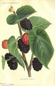 Attēlu rezultāti vaicājumam “Morus alba”