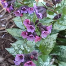 Attēlu rezultāti vaicājumam “Pulmonaria saccharata leaf”