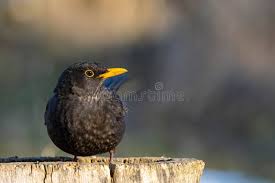 Attēlu rezultāti vaicājumam “Turdus merula”