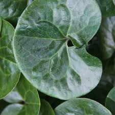 Attēlu rezultāti vaicājumam “Asarum europaeum leaf”