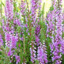 Attēlu rezultāti vaicājumam “Calluna vulgaris fruit”
