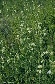 Attēlu rezultāti vaicājumam “Medicago sativa subsp. sativa flower”