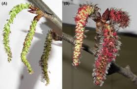 Attēlu rezultāti vaicājumam “Populus x canadensis male flower”