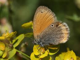 Attēlu rezultāti vaicājumam “Coenonympha glycerion underside”