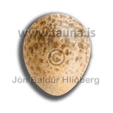 Attēlu rezultāti vaicājumam “Scolopax rusticola eggs”