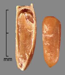 Attēlu rezultāti vaicājumam “Cirsium arvense fruit”