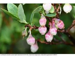 Attēlu rezultāti vaicājumam “Vaccinium uliginosum flower”