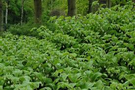 Attēlu rezultāti vaicājumam “Polygonatum odoratum”
