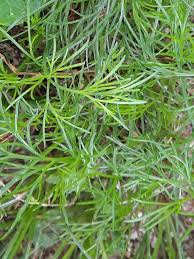 Attēlu rezultāti vaicājumam “Cnidium dubium leaf”
